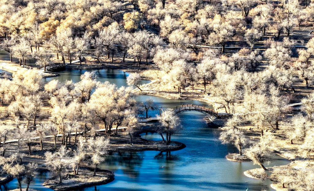 额济纳：晚秋胡杨美