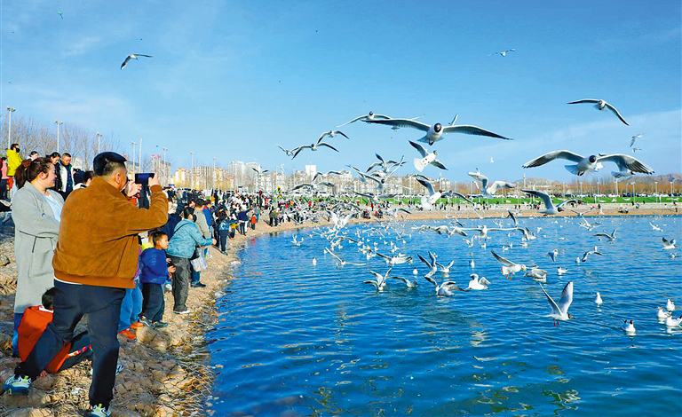 候鸟舞翩跹 生态美如画