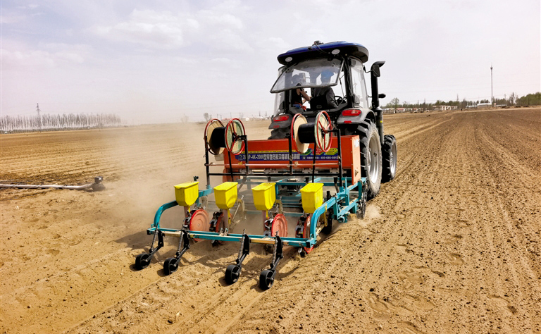 河套玉米开播