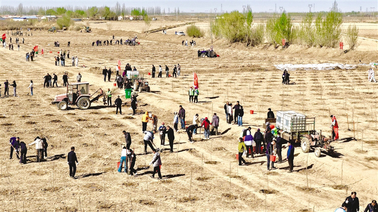 植树4.2万株 绿染黄河岸