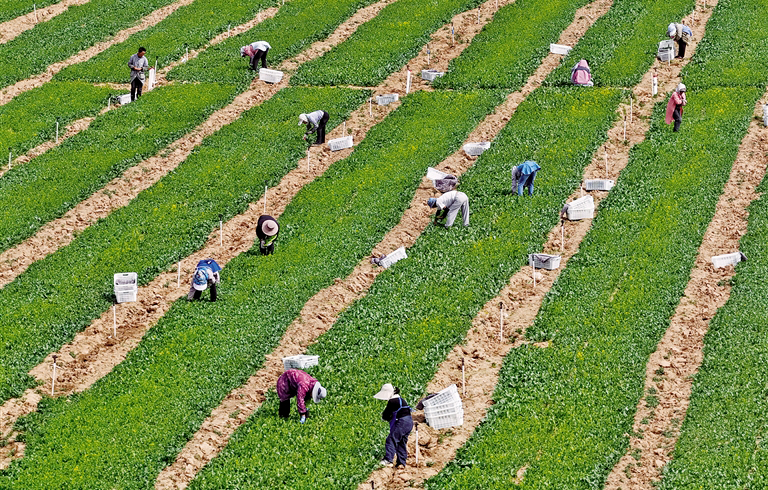 首茬冷凉蔬菜开采