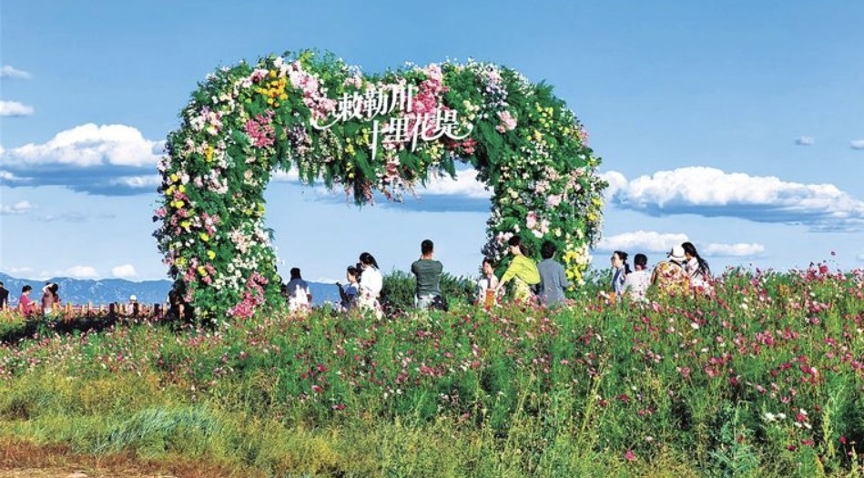 漫步格桑花海