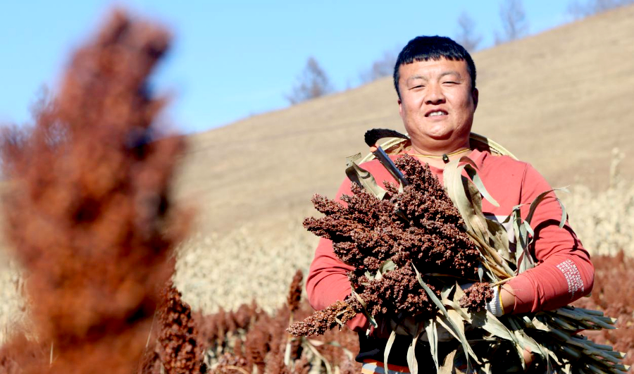 内蒙古呼伦贝尔：科技赋能 颗粒归仓